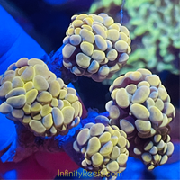 Golden / Yellow Indo Hammer (per head)