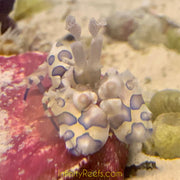 Harlequin Shrimp