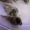 Zebra Reef Hermit Crabs (algae eating) .5”