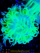 Neon Glow Highlighter Long Tentacle Anemone