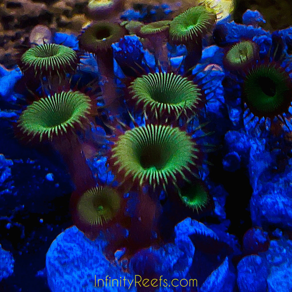 Ultra Green Paly Button Polyps