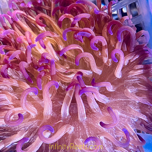 Purple Frost Pacific Long Tentacle Anemone