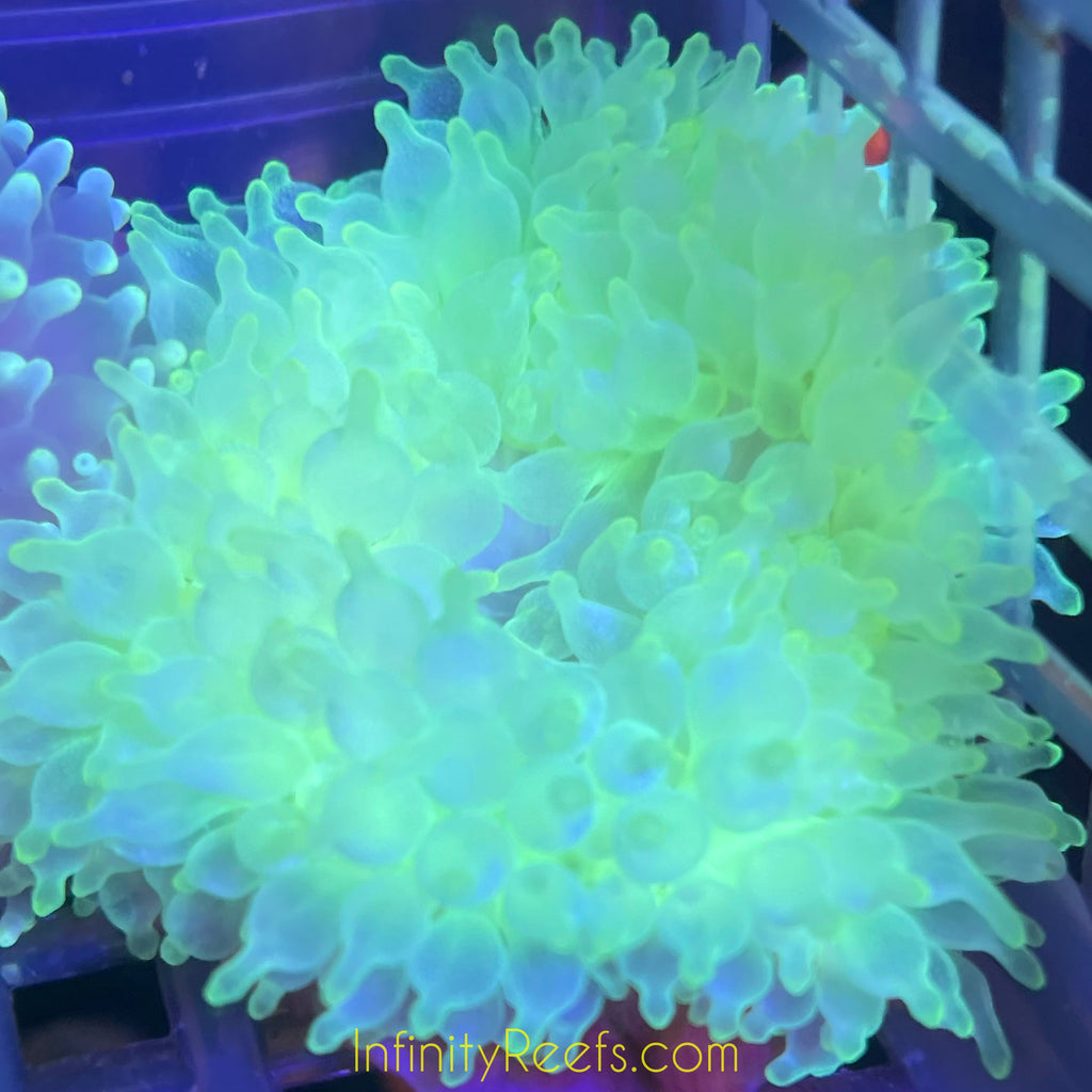 Highlighter Bubbletip Anemones