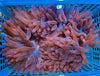 Dusty Rose Bubble Tip Anemone 10”+