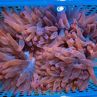 Dusty Rose Bubble Tip Anemone 10”+