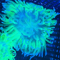 Neon Glow Highlighter Long Tentacle Anemone