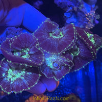 Rhodactis Mushroom Colony