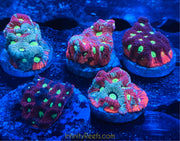 Australian War Coral Favites frag