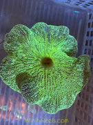 Haddoni Carpet Anemone SM 2-3”