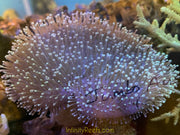 Australian Toadstool Leather - Lg