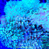 Super SALE Green Bubble Tip Anemone (2-Pack)