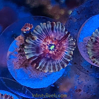 Salted Agave Palythoa Zoanthids