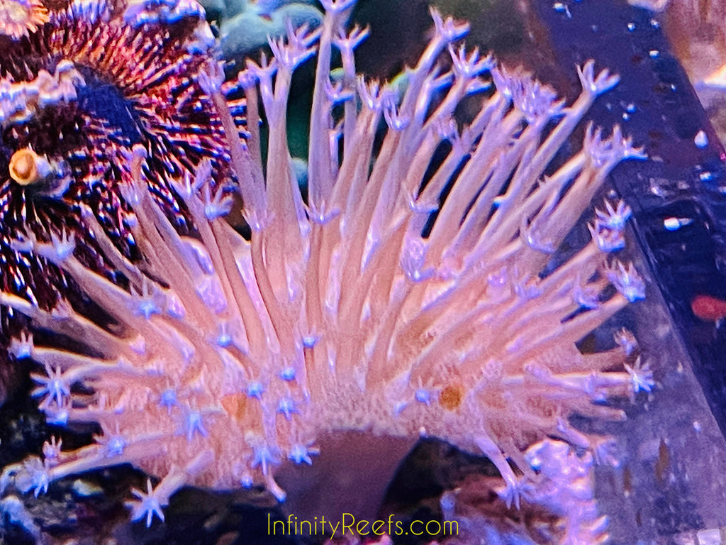 Toadstool Reef Star Tip Toadstool Leather Coral | Infinity Reefs