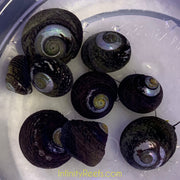 Black Margarita Snails