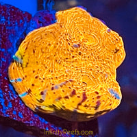 Fancy Assorted Ultra Chalice Coral