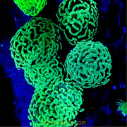 Metallic Ultra Green Australian Hammer Coral