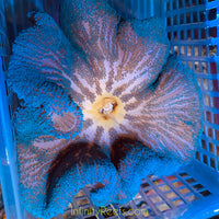 Blue Haddoni Carpet Anemone