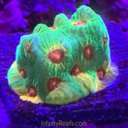 Fascination Favia Frag