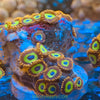 Taiwan Fruit-Loop Zoanthids