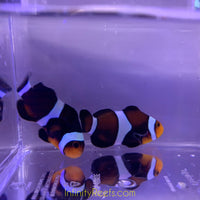 Black Darwin Clownfish, single
