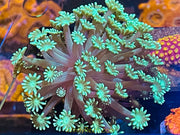 Green Alveopora