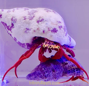 Scarlet Hermit Crab - reef safe