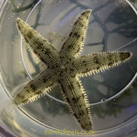 Sand Sifting Starfish