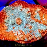 Chalice Coral - Australian reds