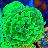 Metallic Ultra Green Australian Hammer Coral