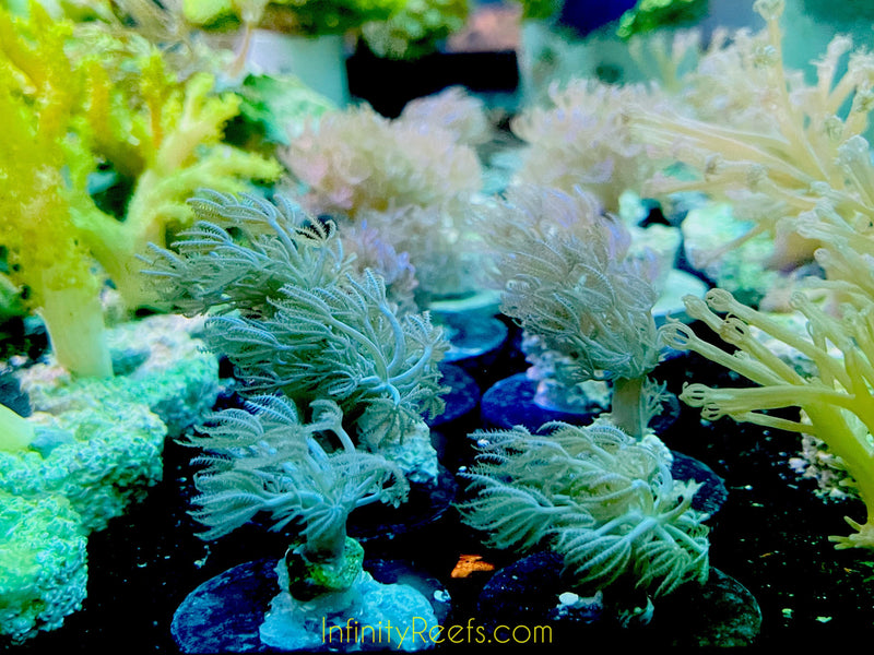 Pulsing Xenia | Infinity Reefs