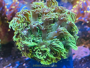 Neon Green Goniopora