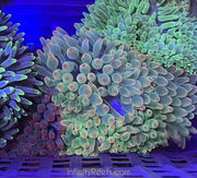 Fancy asst’d Bubble Tip Anemone
