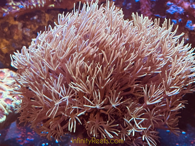 Lg Australian Pipe Organ Coral