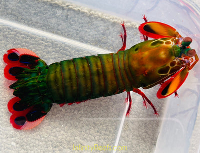 Male Green Peacock Mantis Shrimp