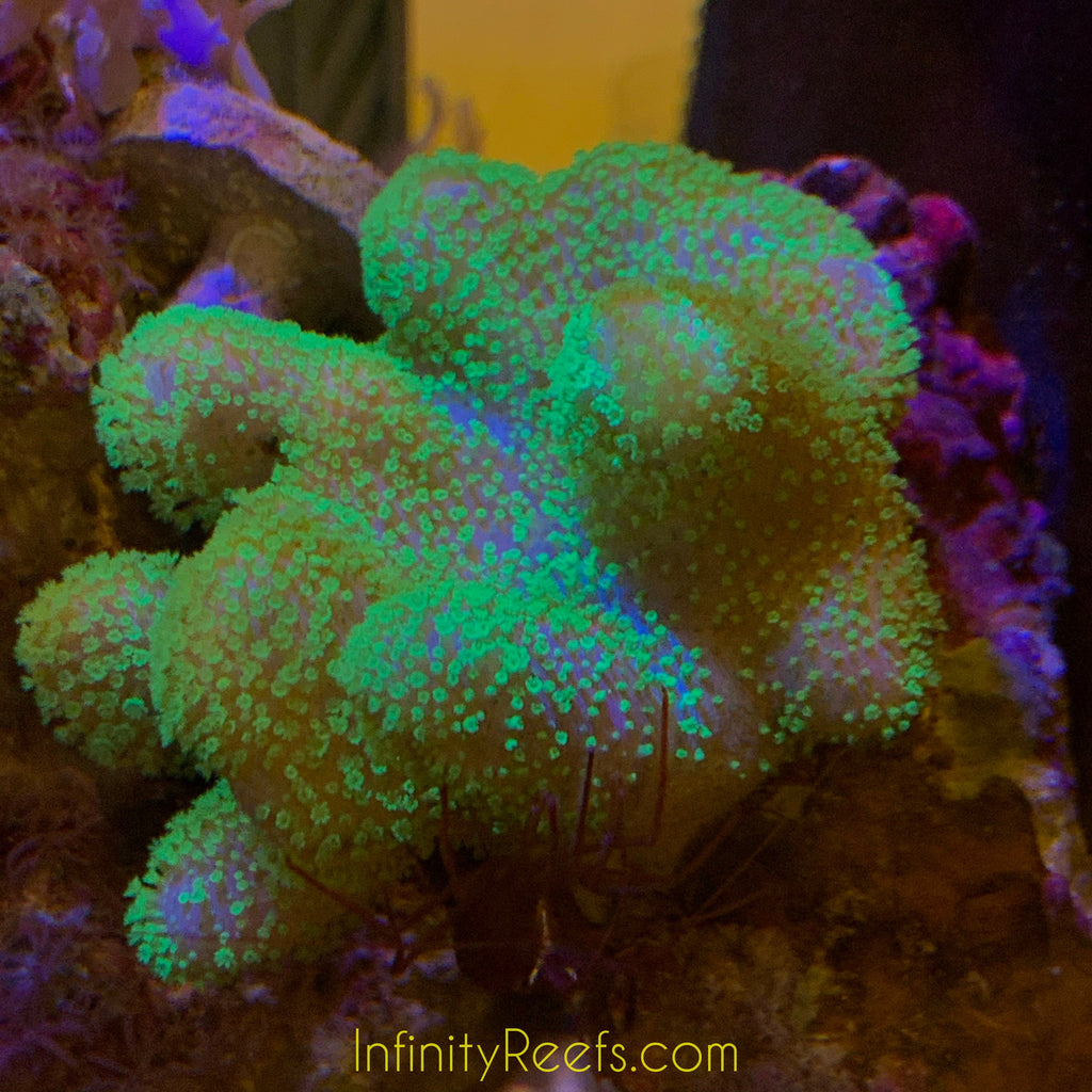 Metallic Leather Coral - Australia