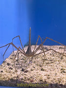 Arrow Crab