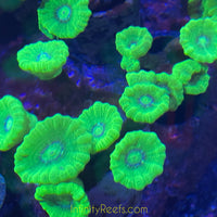 Candy Cane (trumpet) Coral