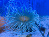 Mixed Color Tube Anemones (Md/Lg)