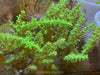 AquaCultured Neon Green Sinularia