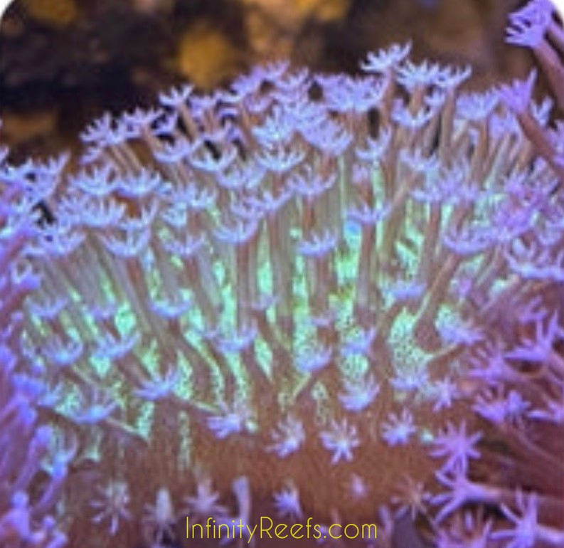 Toadstool Reef Toadstool Leather Coral | Infinity Reefs
