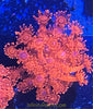 Australian Red / Pink Goniopora