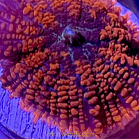 Orange Rhodactis Mushroom - asst’d