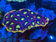 Dragon Soul Favia Colonies