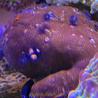 Indo Xmas Tree Porites Coral