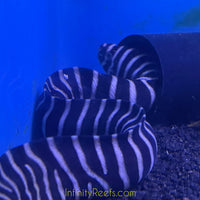 Zebra Moray Eel - Reef Safe