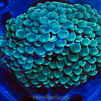 Super SALE Green Bubble Tip Anemone (2-Pack)