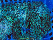 Super SALE Green Bubble Tip Anemone (2-Pack)