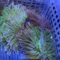 Indo-Pacific Long Tentacle Anemone - Green