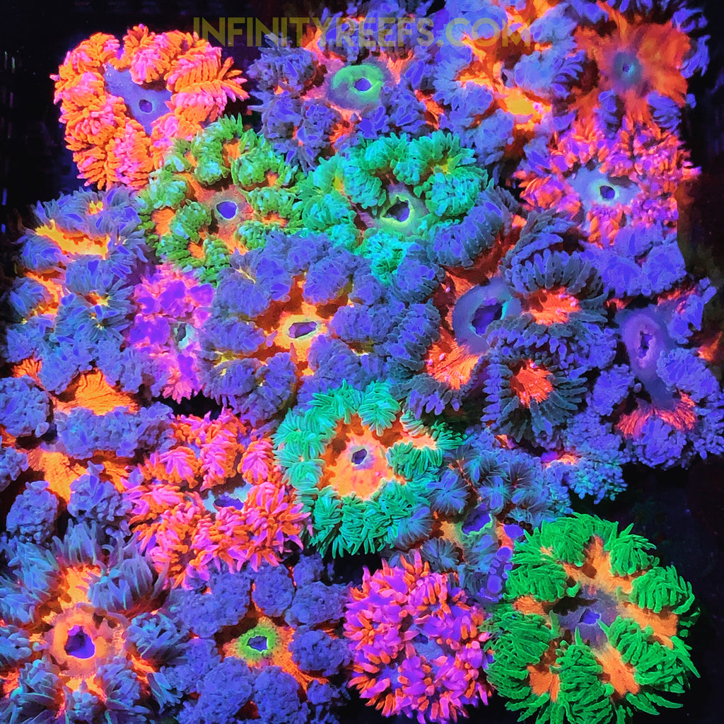 Rock Flower Anemones - Ultra Colors