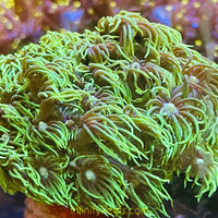 Neon Green Goniopora